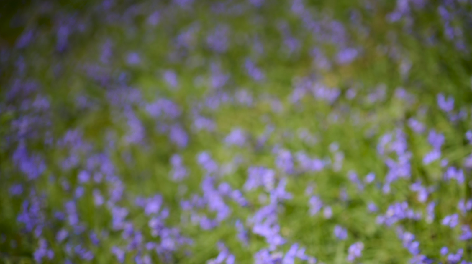 Bluebells
