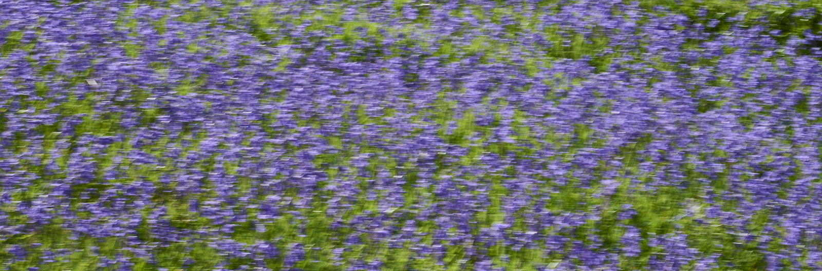 Bluebells, Trefriw, Wales