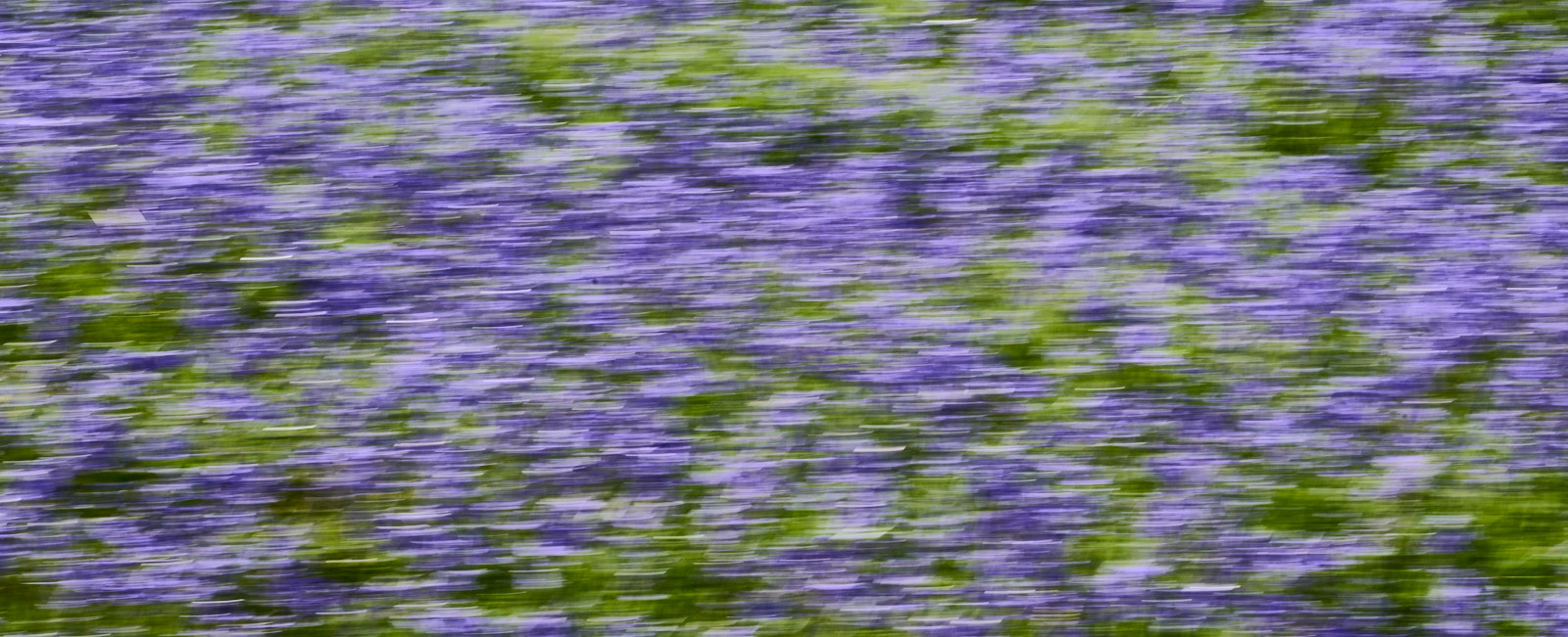Bluebells, Trefriw, Wales