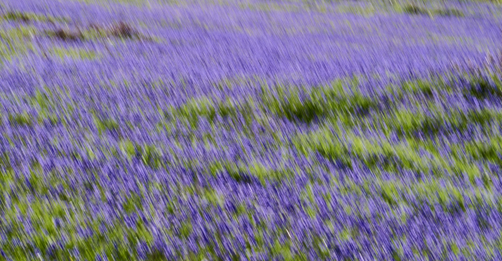 Bluebells, Trefriw, Wales