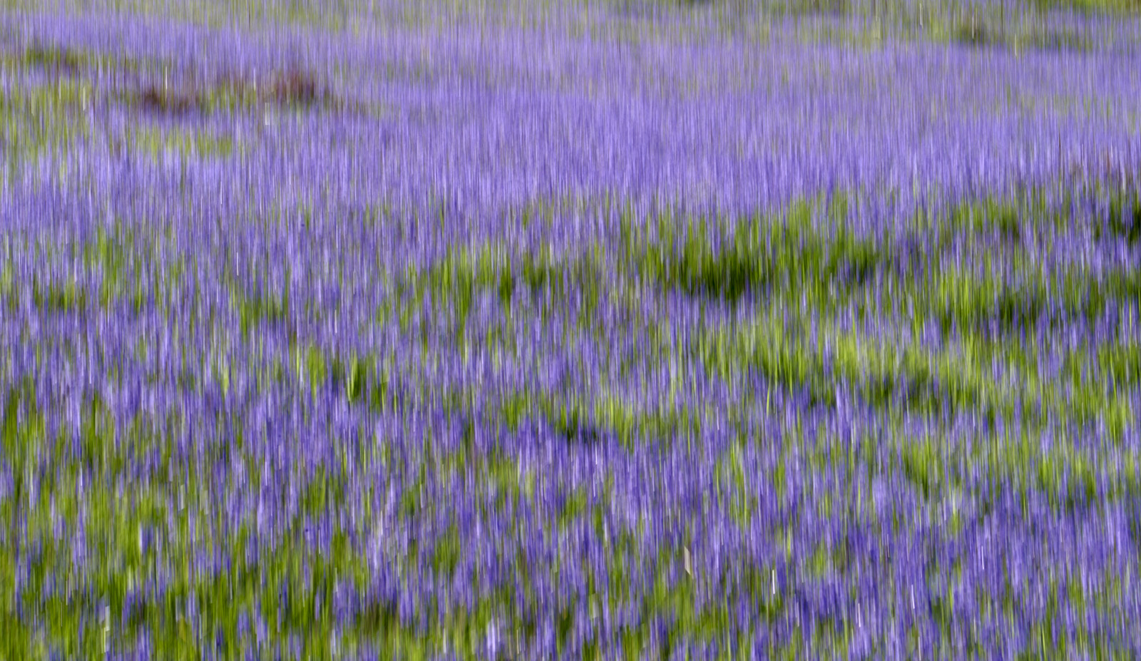 Bluebells, Trefriw, Wales