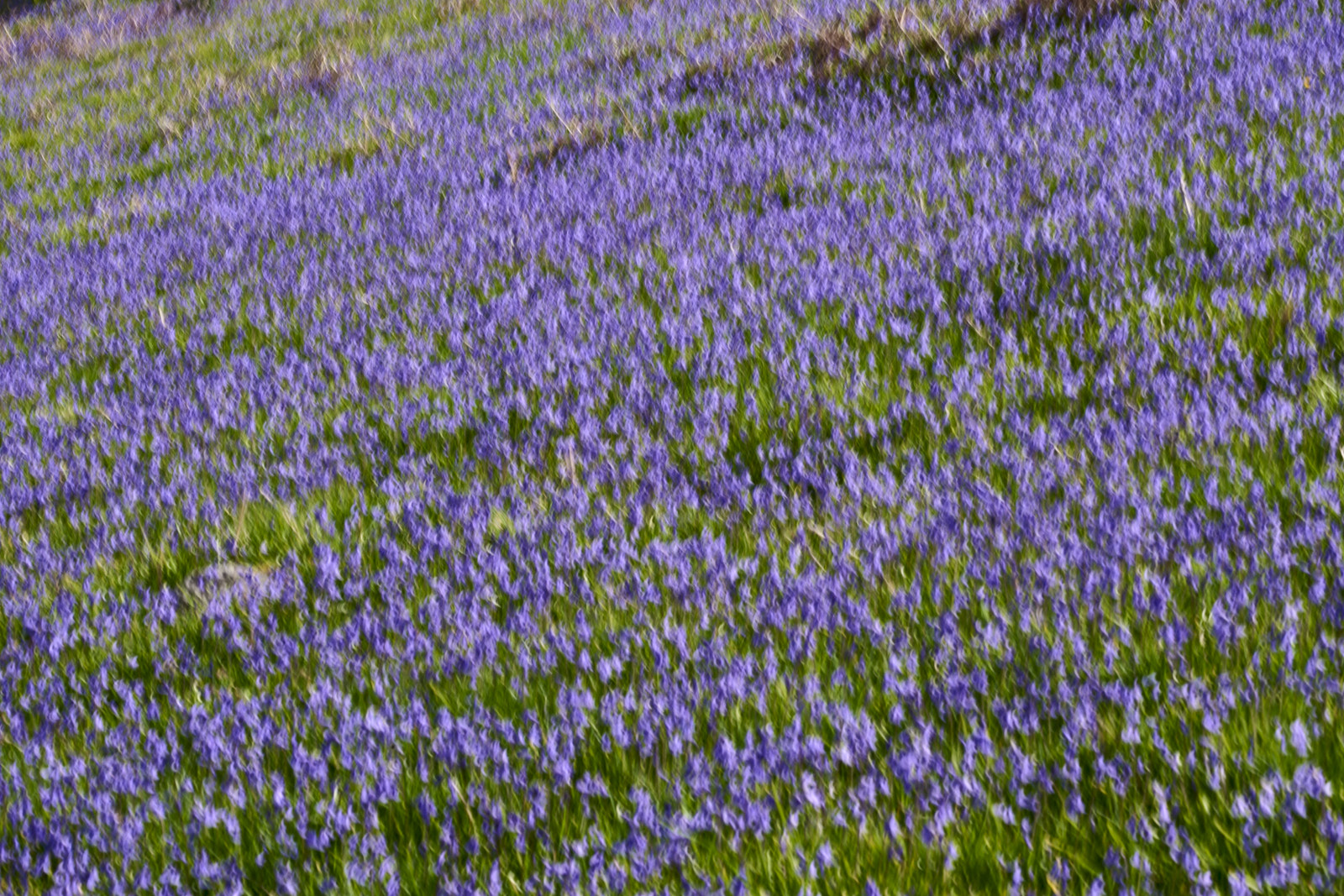 Bluebells, Trefriw, Wales