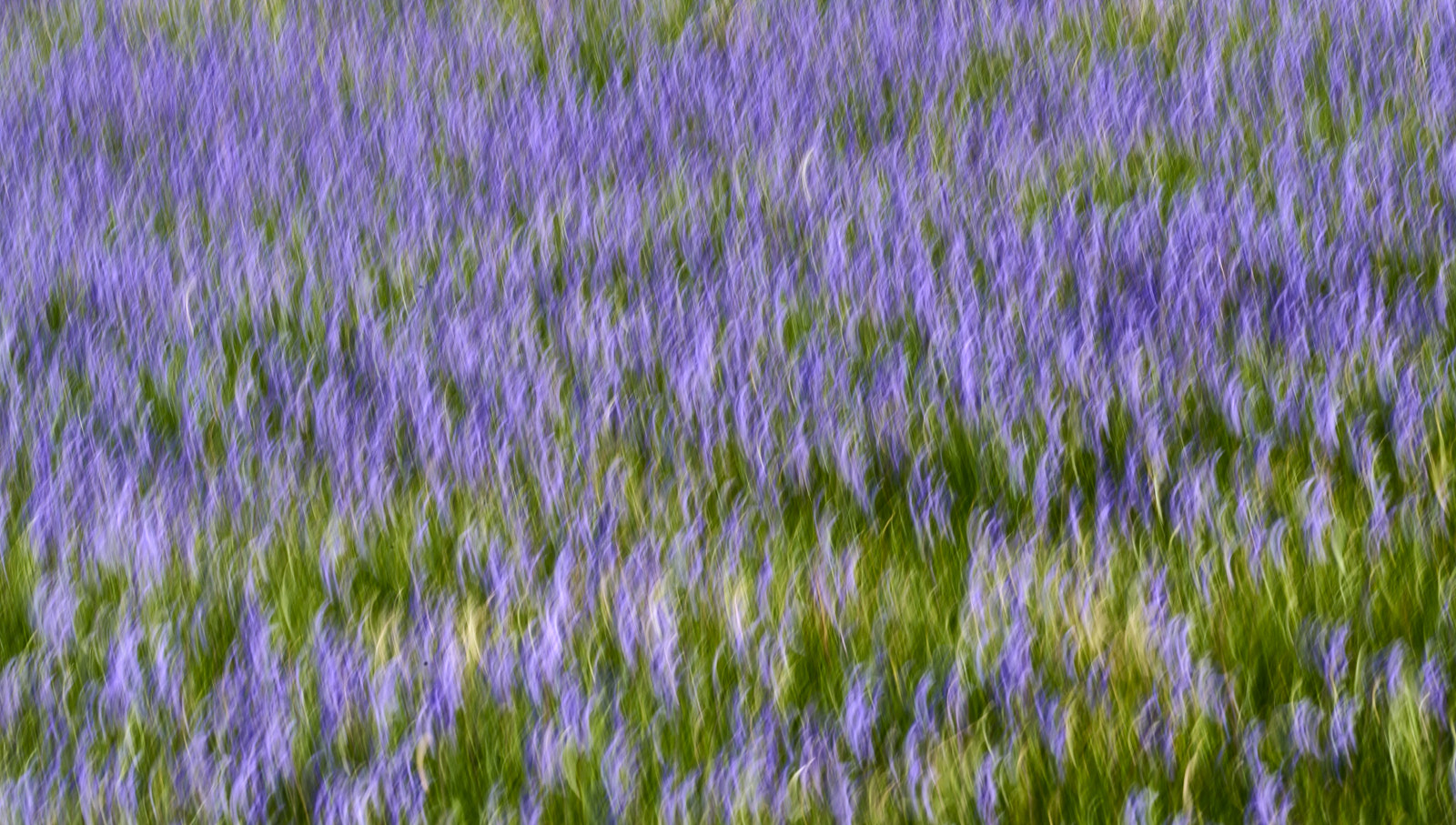 Bluebells, Trefriw, Wales
