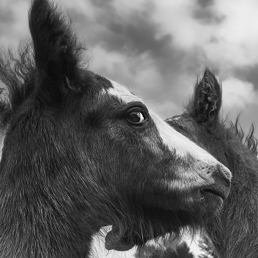 Horse, foals
