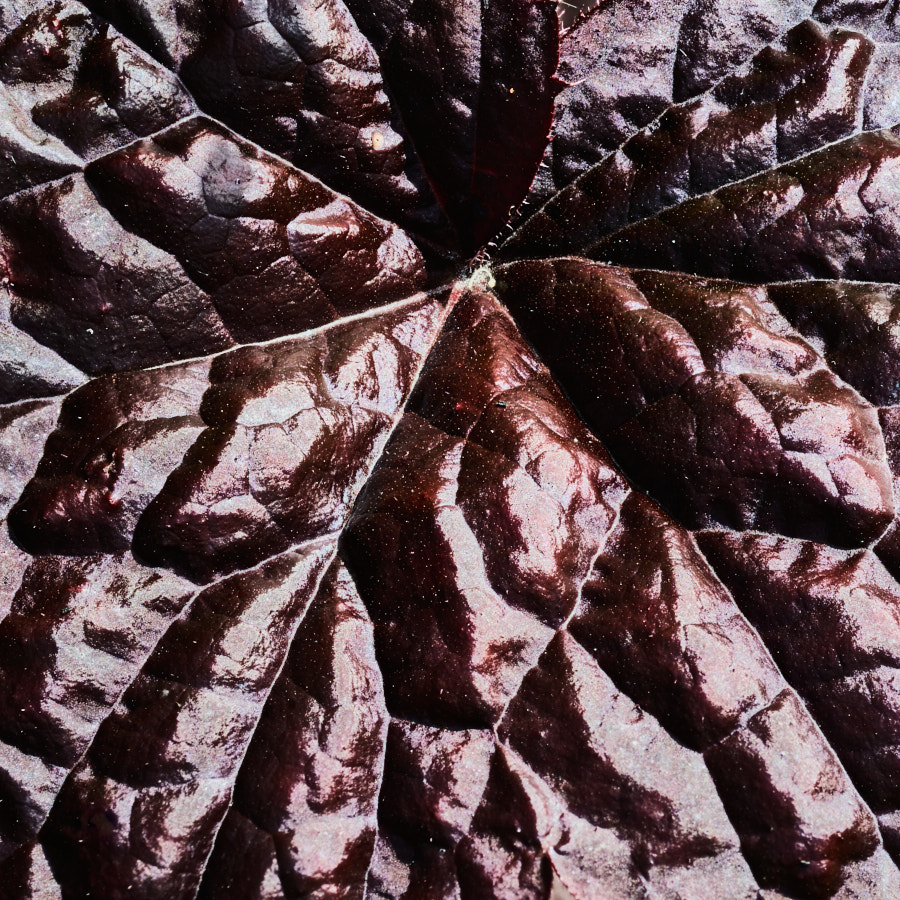 Leaf, heuchera, Tregarth