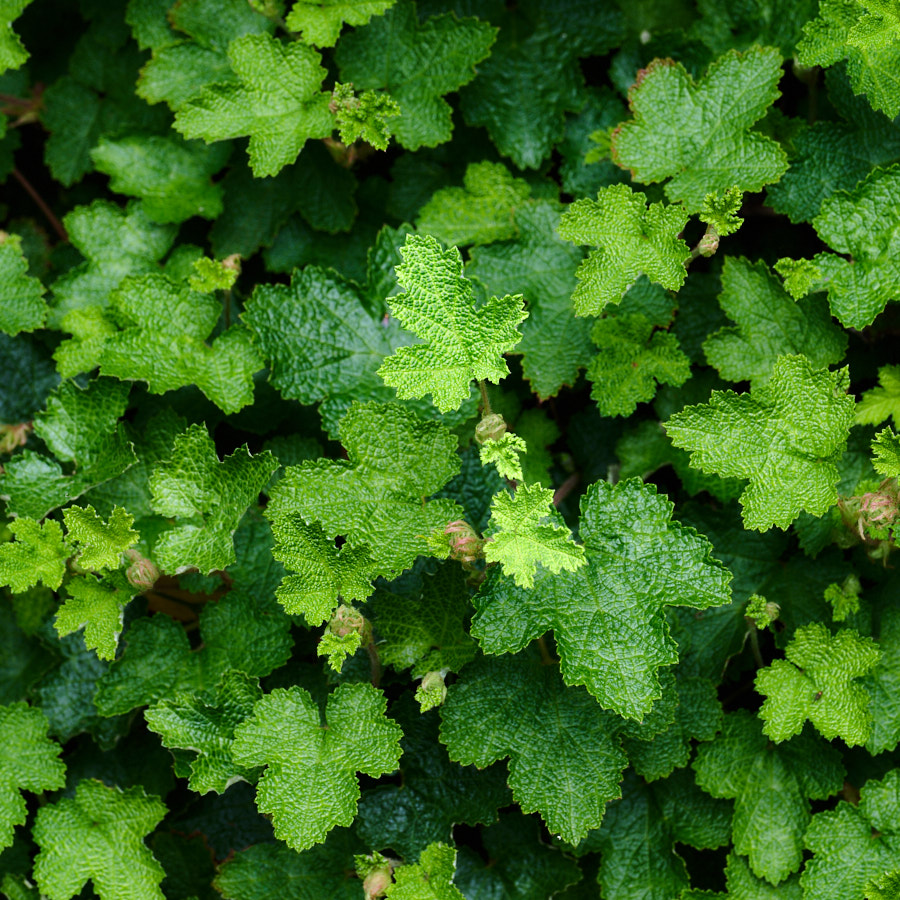 Leaves