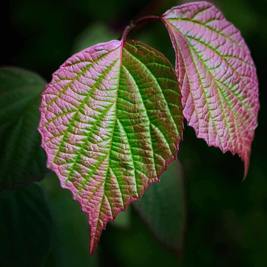 Leaves