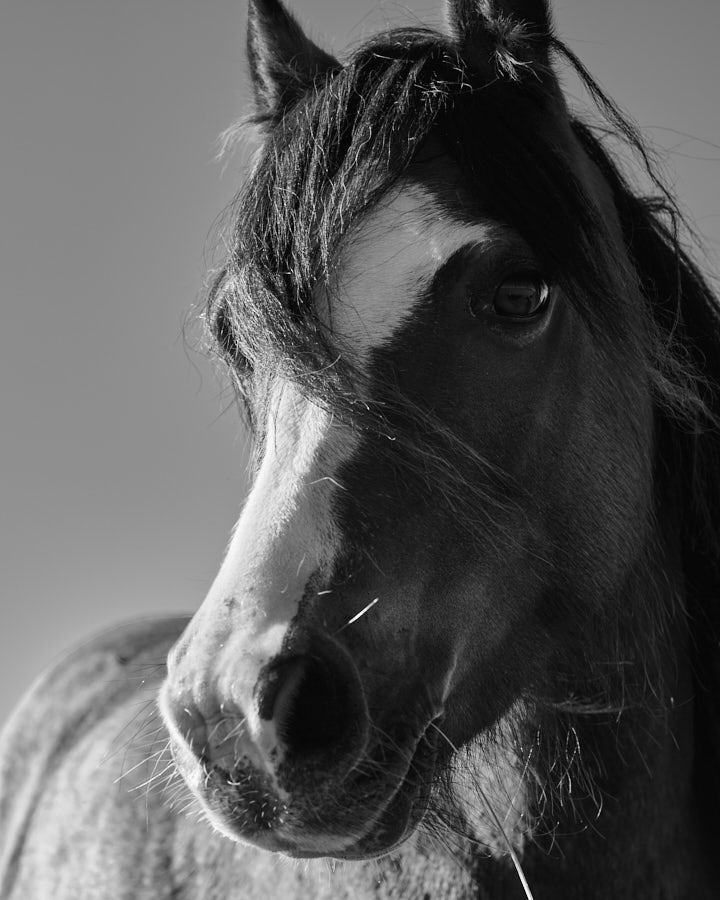 Pony