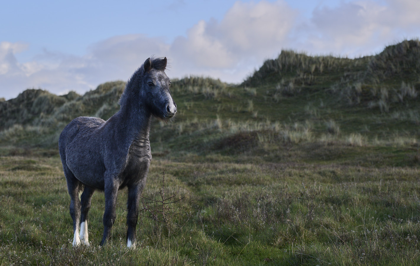 Pony, Newborough, Wales