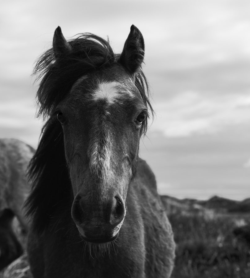 Pony