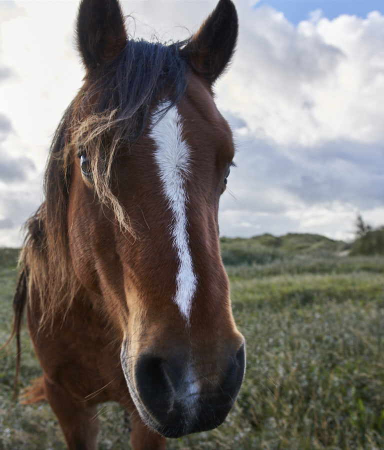 Pony