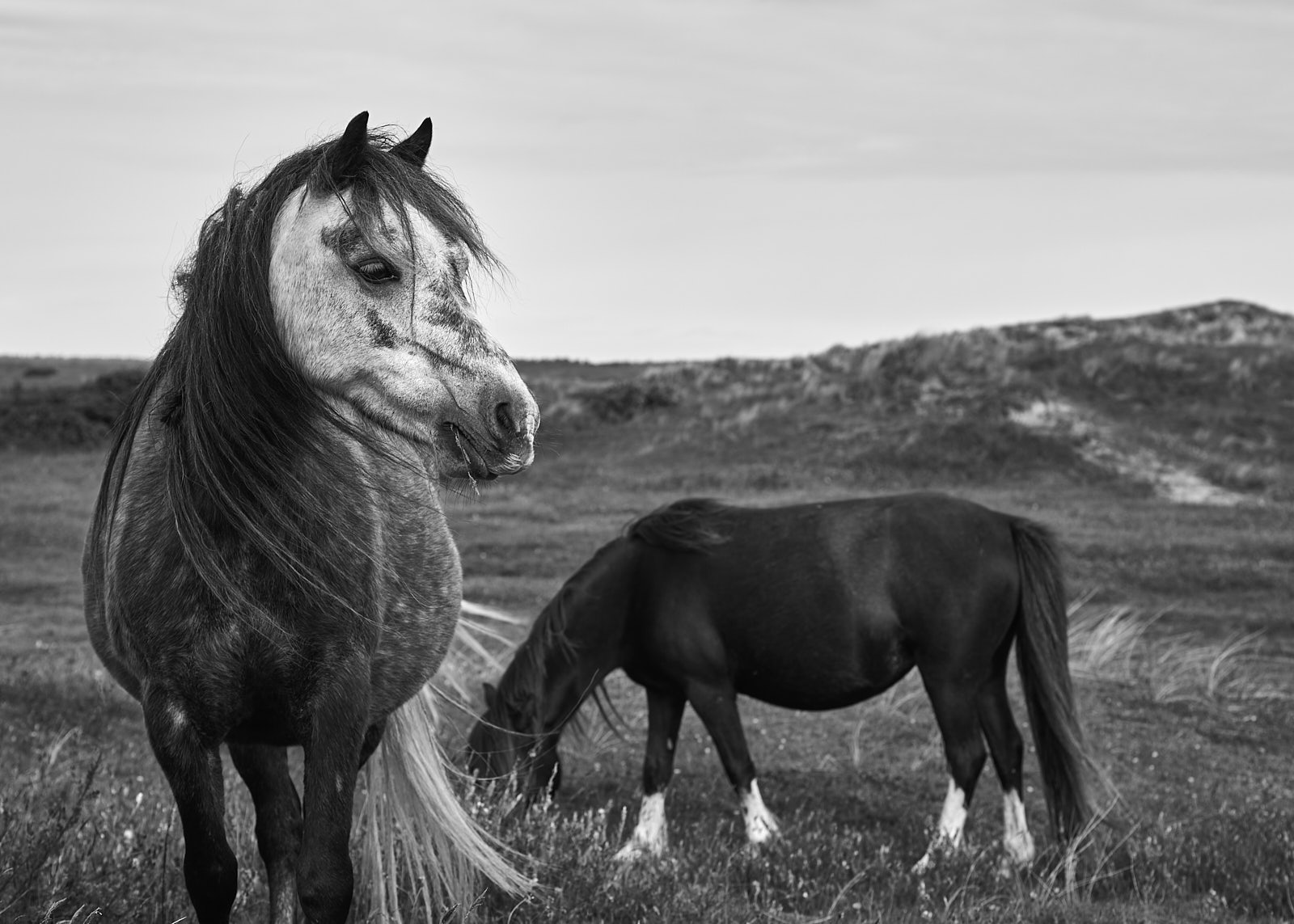 Pony