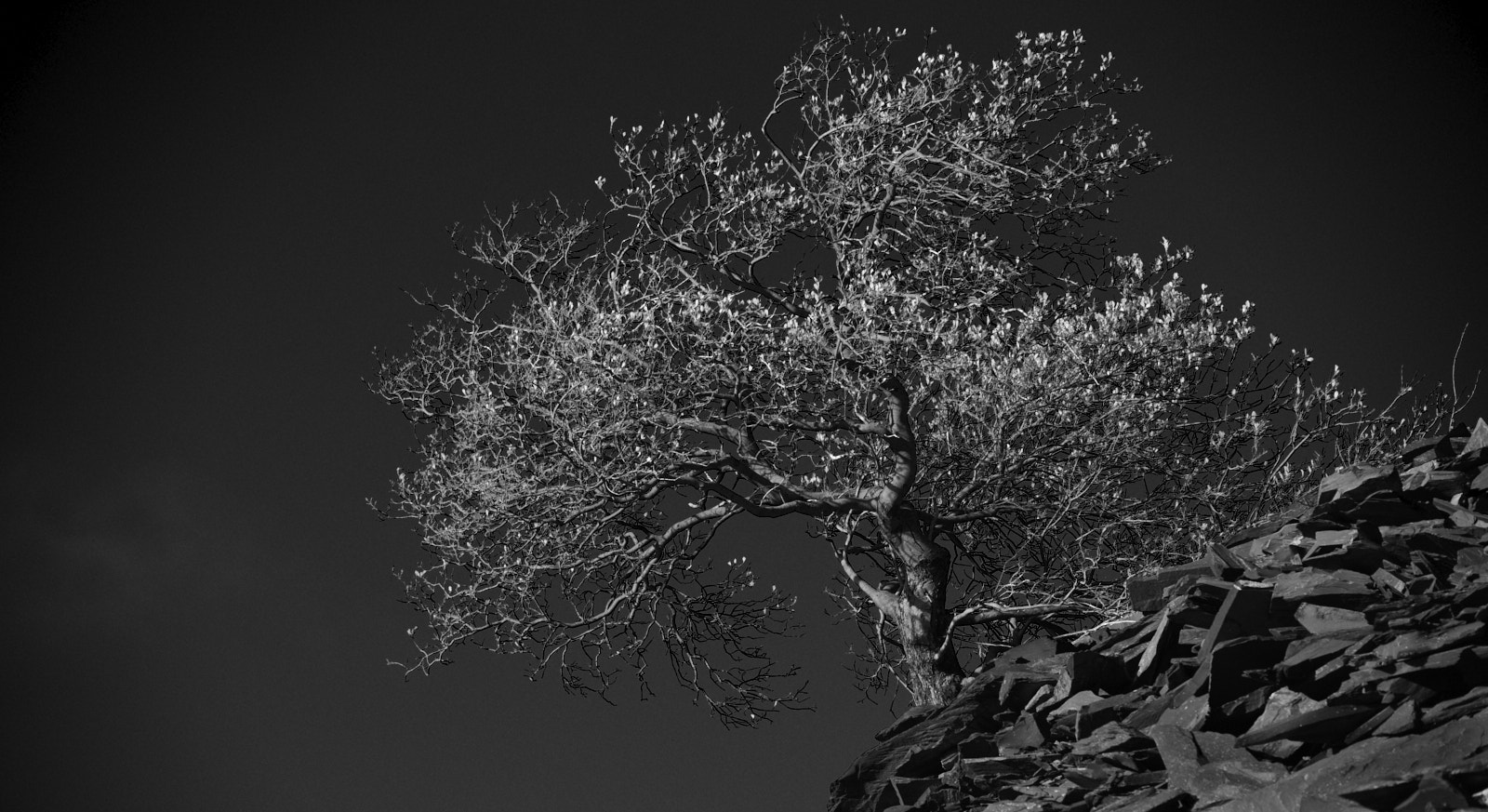 Tree, Slate, Penrhyn, Wales