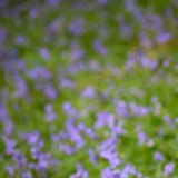 Bluebells, Trefriw, Conwy, Wales