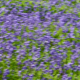 Bluebells, Trefriw, Wales