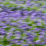 Bluebells, Trefriw, Wales