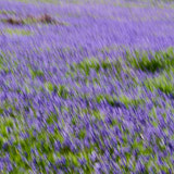Bluebells, Trefriw, Wales