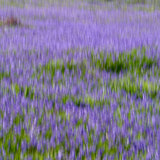 Bluebells, Trefriw, Wales