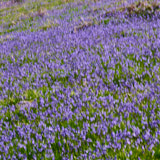 Bluebell, Trefriw, Gwynedd, Wales