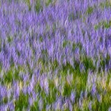 Bluebells, Trefriw, Wales