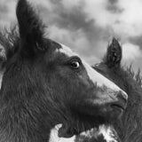 Horse, foals