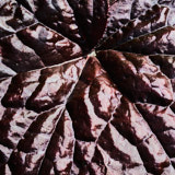 Leaf, heuchera, Tregarth