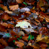 Leaves Gwynedd, Wales