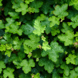 Leaves Gwynedd, Wales