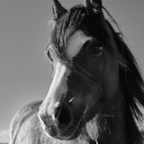 Pony, Newborough, Wales