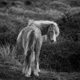 Pony, Newborough, Wales