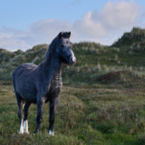 Pony, Newboroughy, Wales