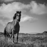 Pony, Newborough, Wales