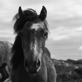 Pony, Newborough, Anglesey, Wales