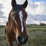 Pony, Newborough, Anglesey,Wales