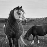 Pony, Newborough, Anglesey, Wales