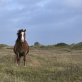 Pony, Newborough, Anglesey, Wales