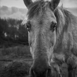 Pony, Newborough, Wales