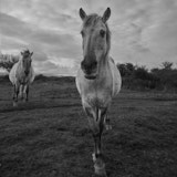 Pony, Newborough, Wales
