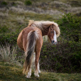 Pony, Newborough, Wales