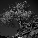 Tree, Slate, Penrhyn, Wales