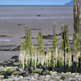 Wood, Gwynedd, Wales