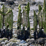 Wood, Gwynedd, Wales
